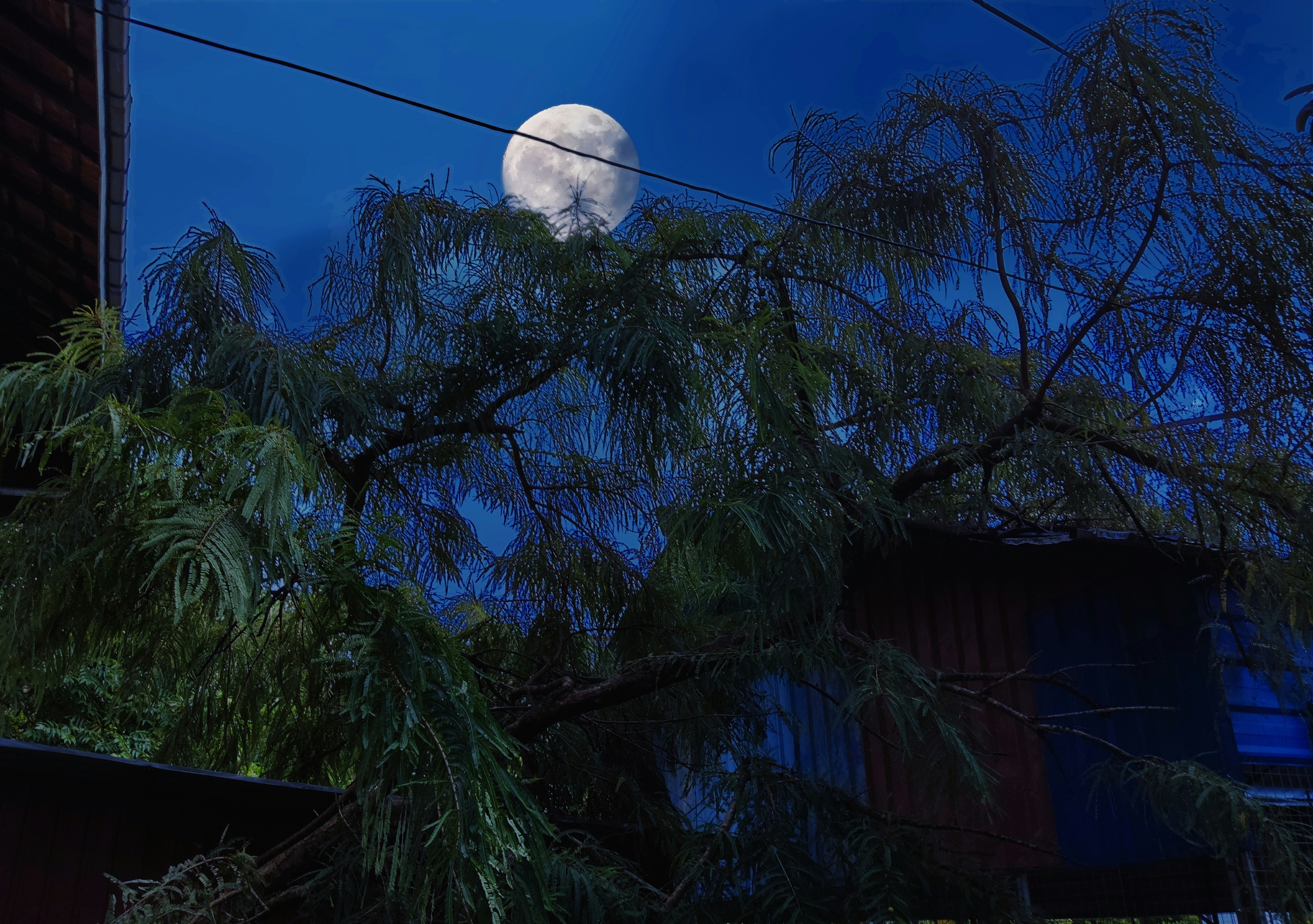 una luna llena vista a través de las ramas de un árbol