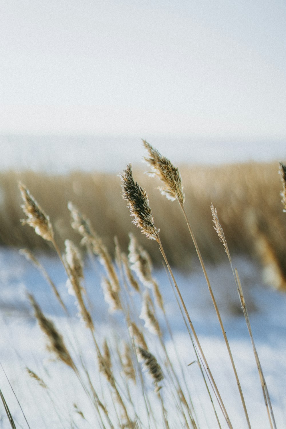 a bunch of grass that is in the snow