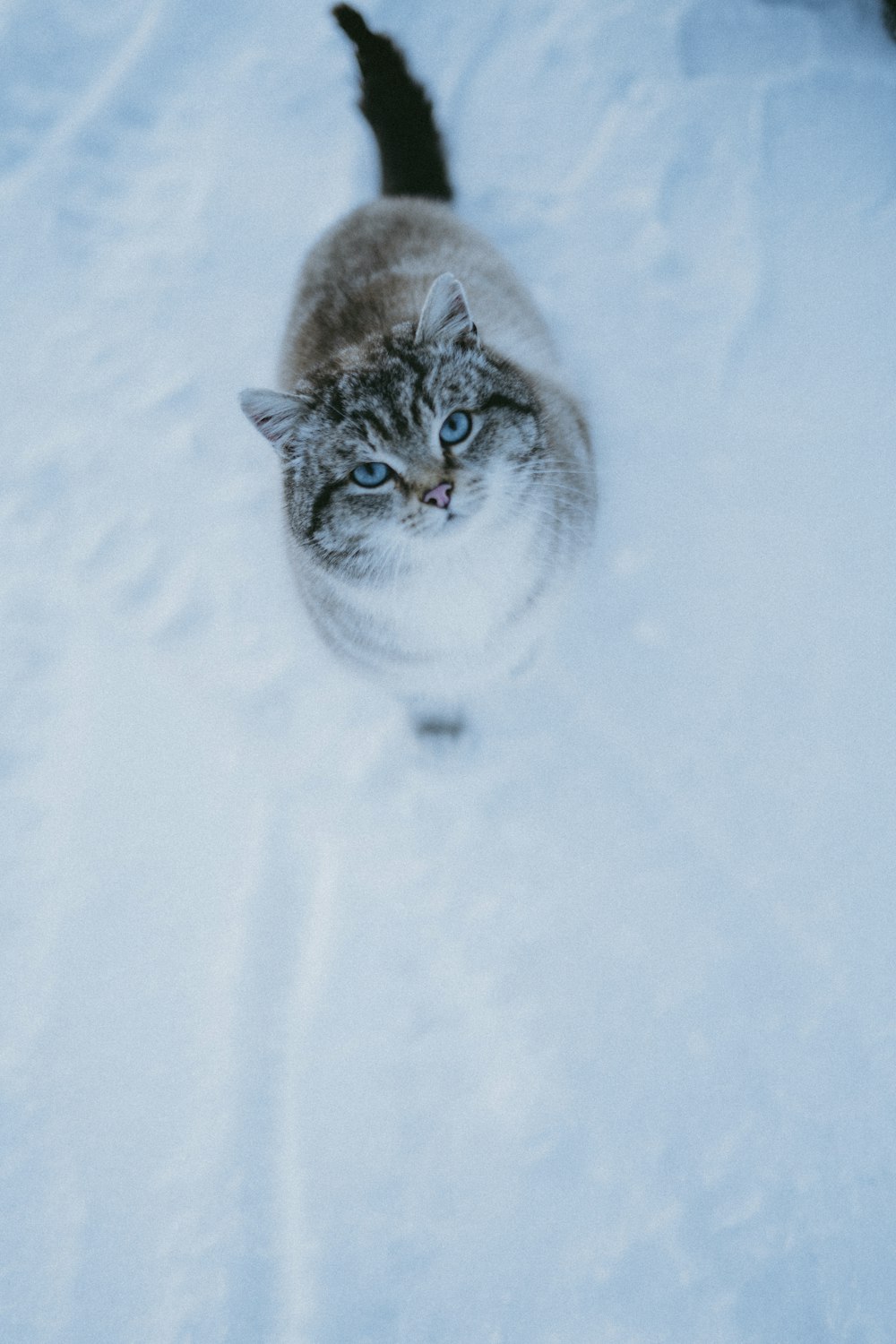 a cat that is walking in the snow