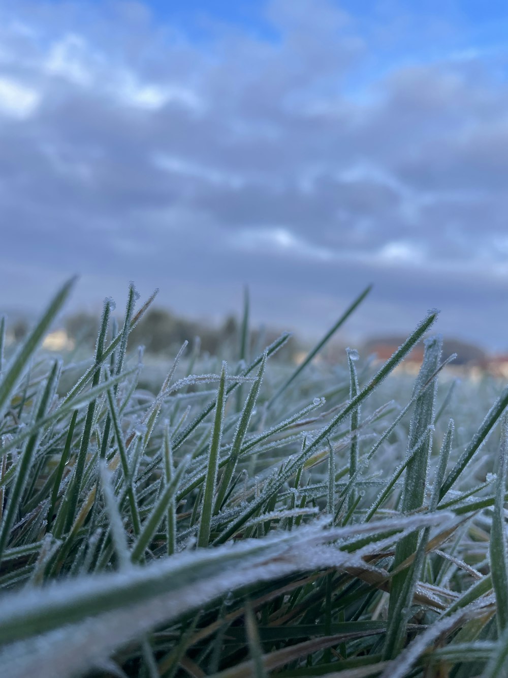 the grass is covered in ice and frost