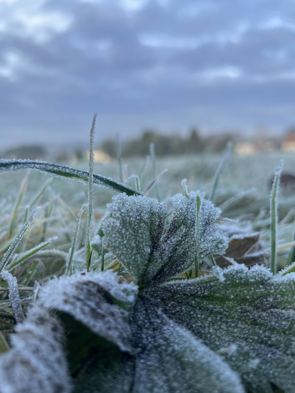 a frosty grass field with a blue sky in the background