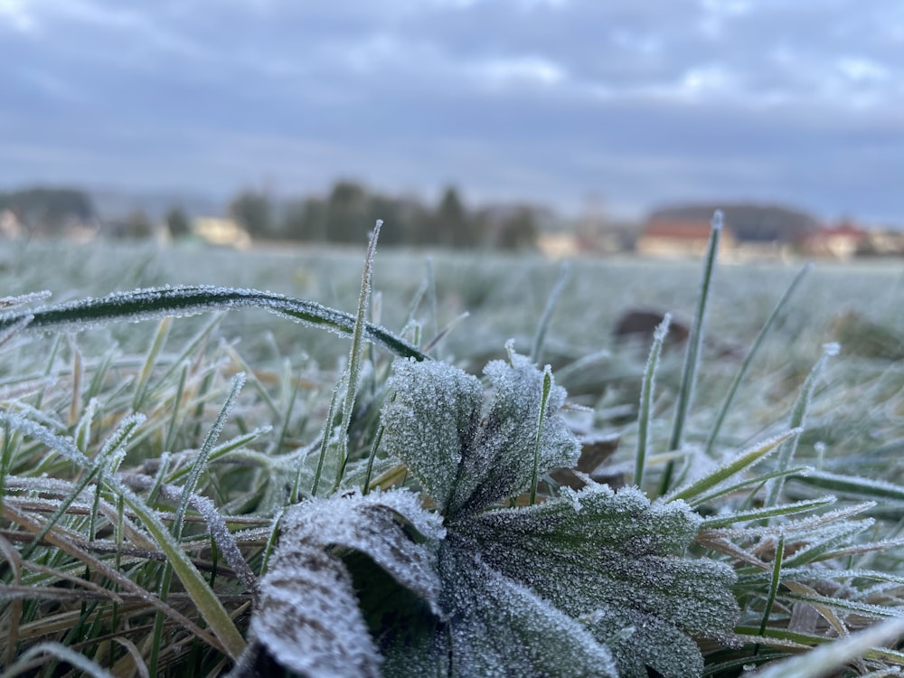 a frost covered grass field with a sky in the background