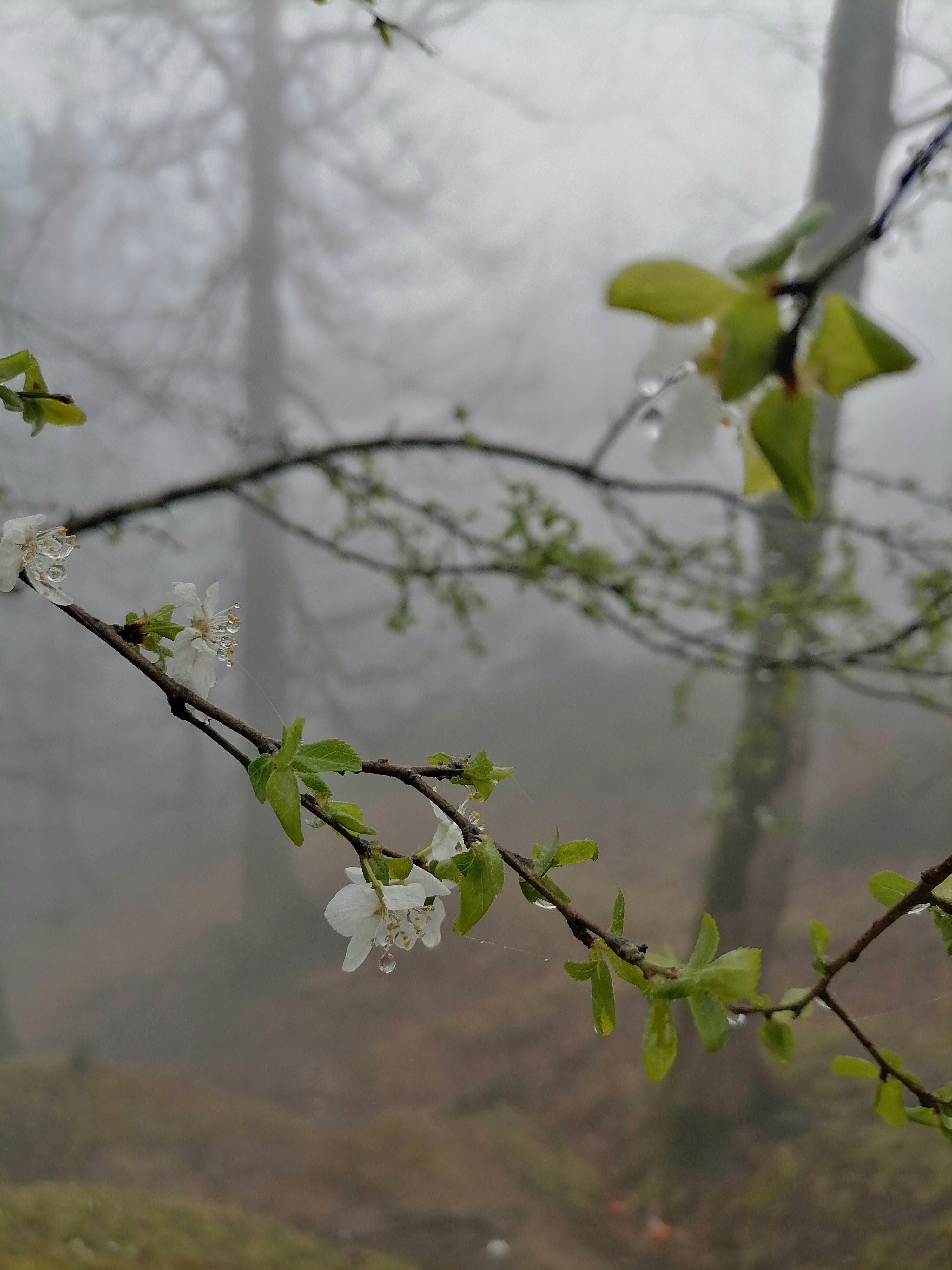 a tree branch with white flowers in a foggy forest
