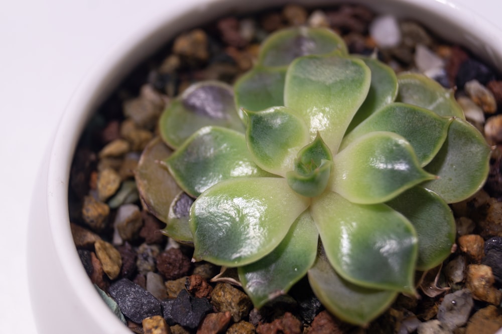 a small green plant in a white pot