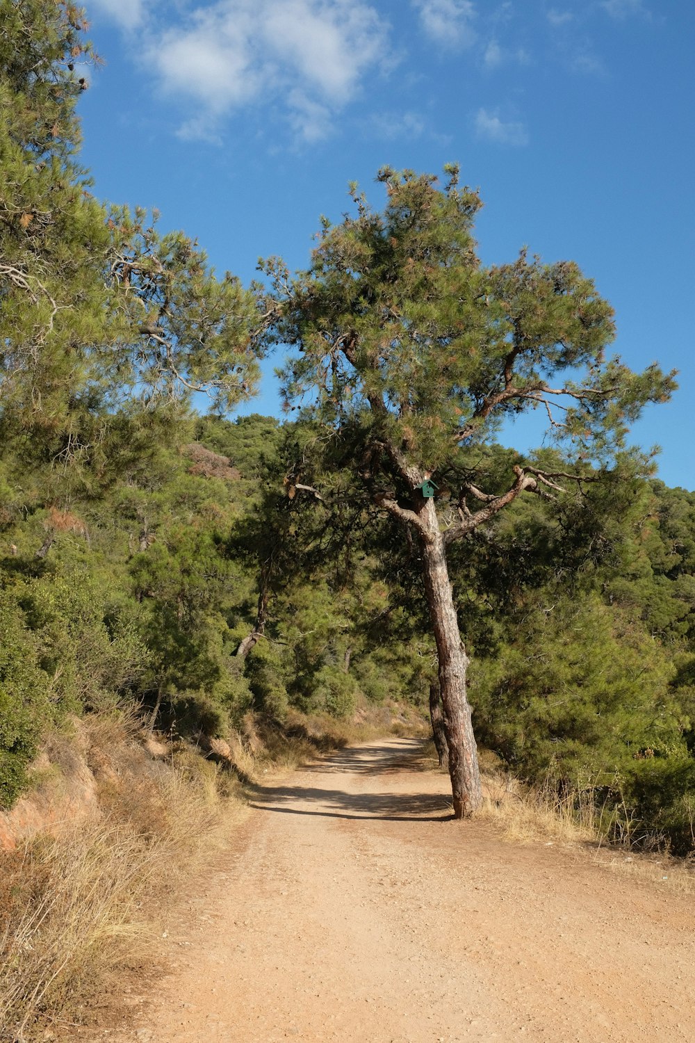 a dirt road with a tree on the side of it