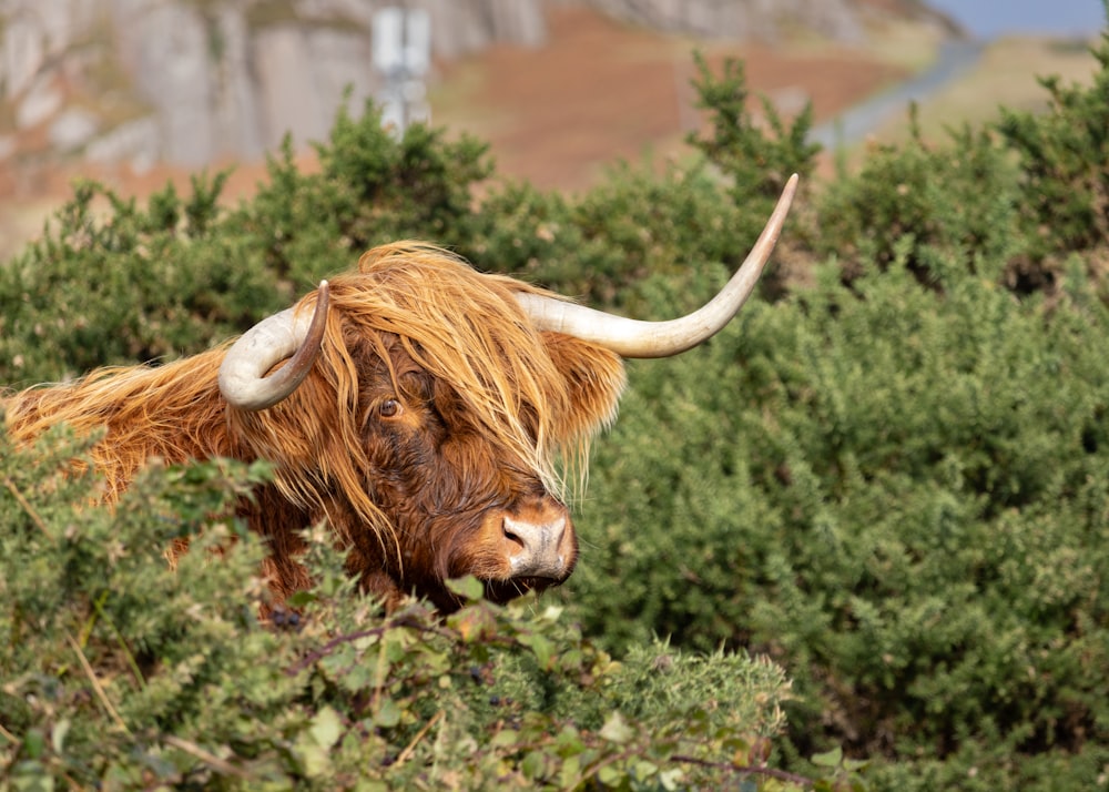 a bull with long horns standing in a forest