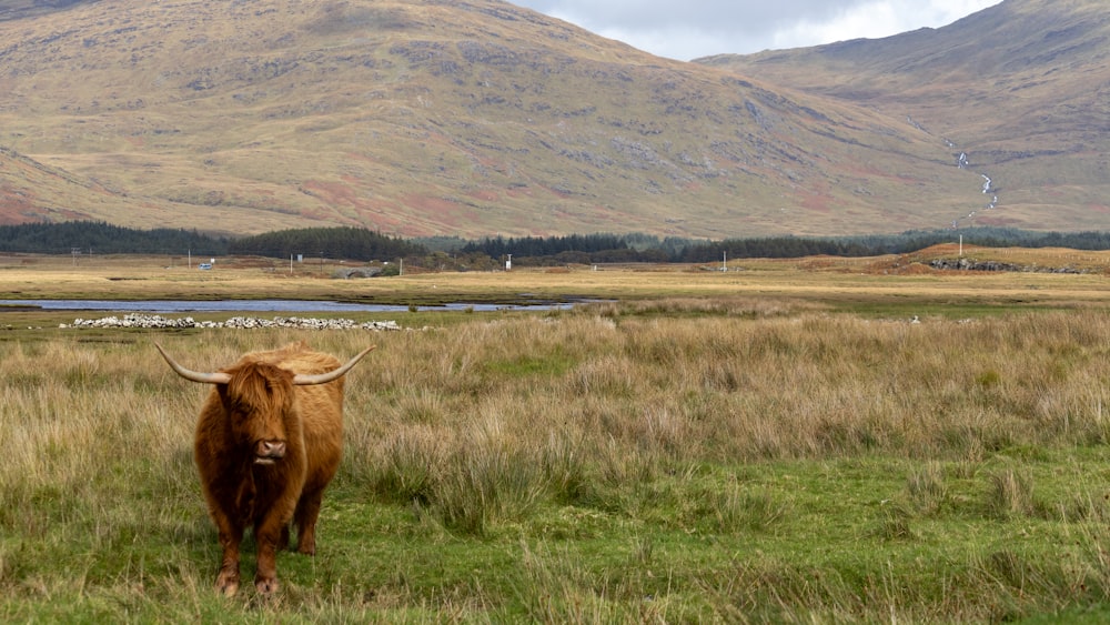 a brown cow standing on top of a lush green field