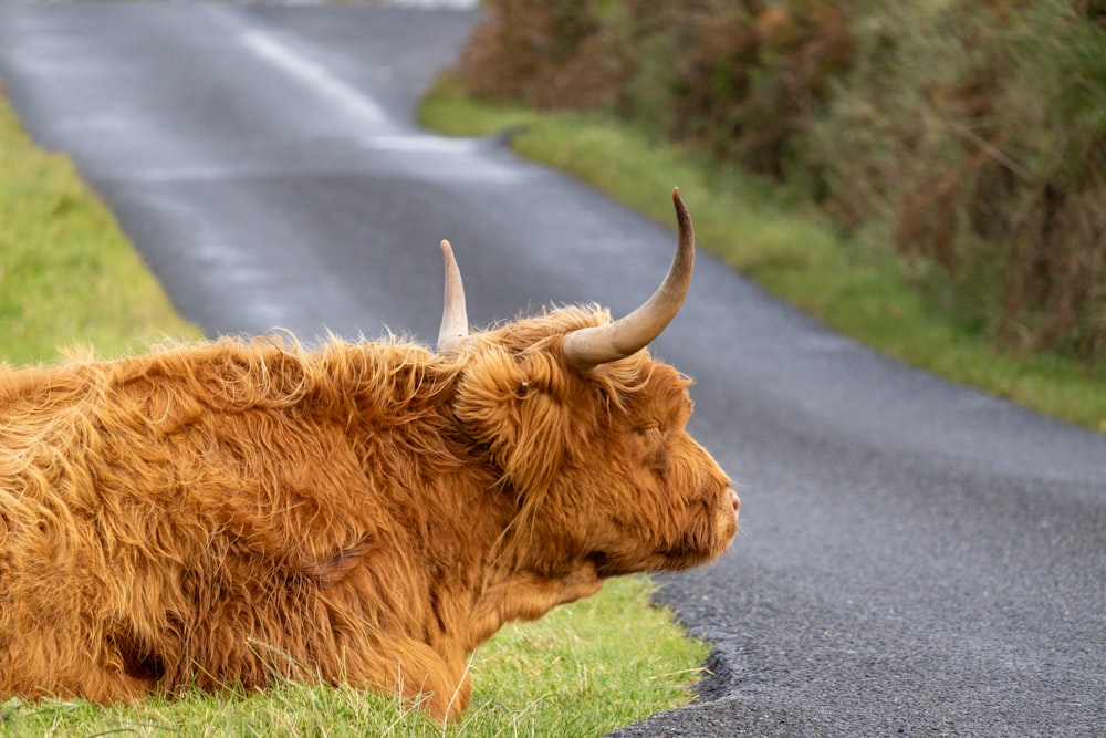 a brown cow laying on the side of a road
