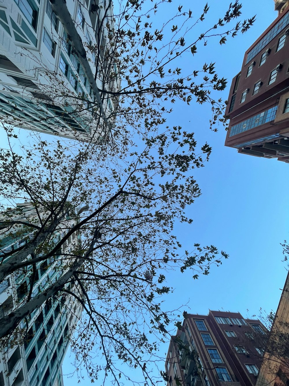 looking up at tall buildings and a tree in the foreground