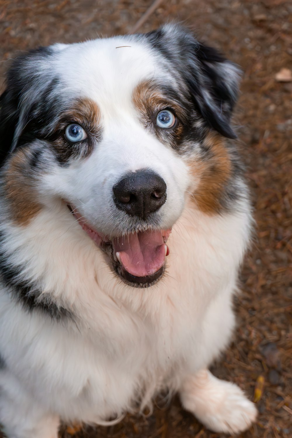 a close up of a dog with blue eyes