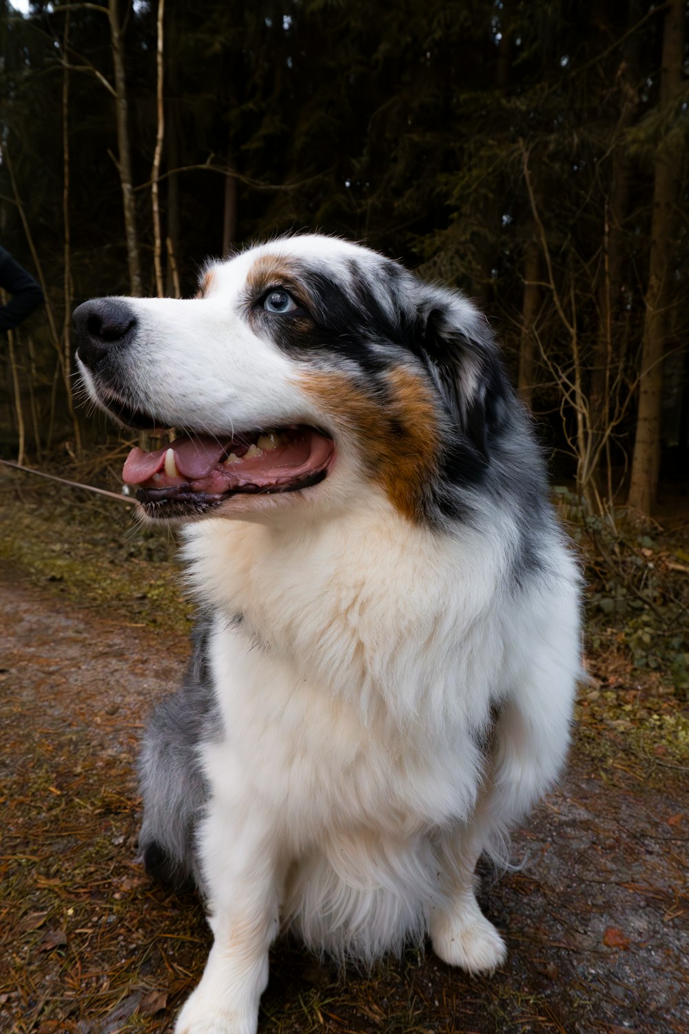 a dog sitting on a path in the woods