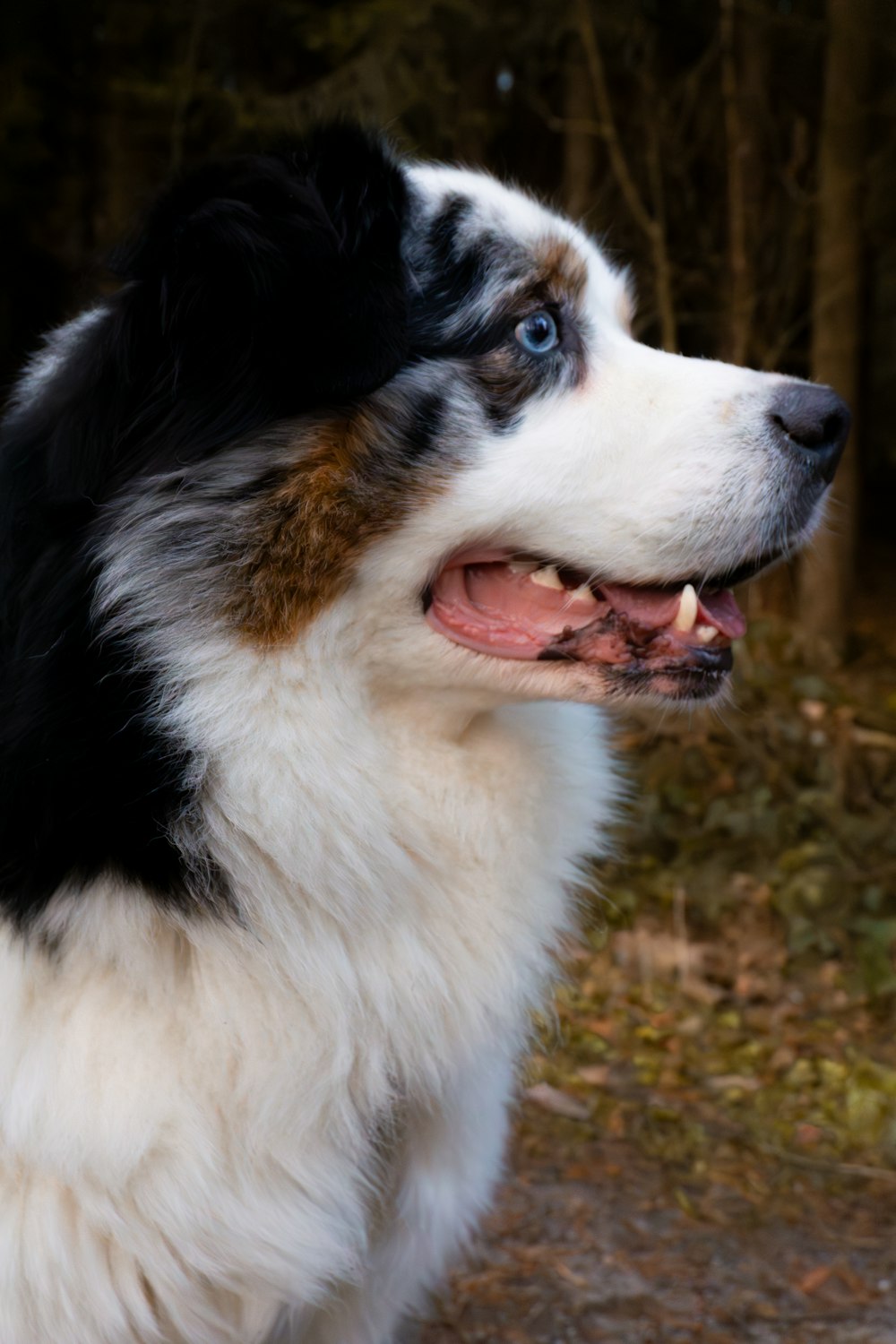 a close up of a dog with trees in the background