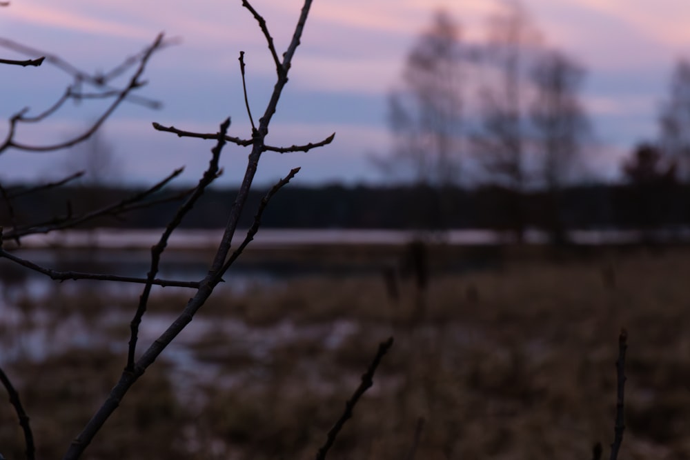 a blurry photo of a tree branch with a lake in the background