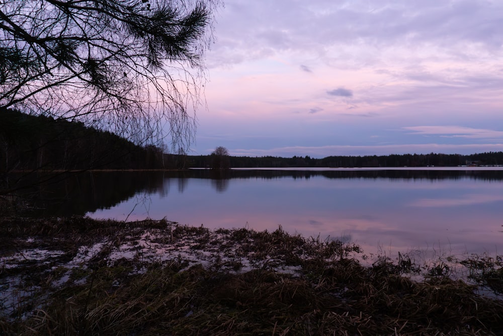 a large body of water surrounded by a forest