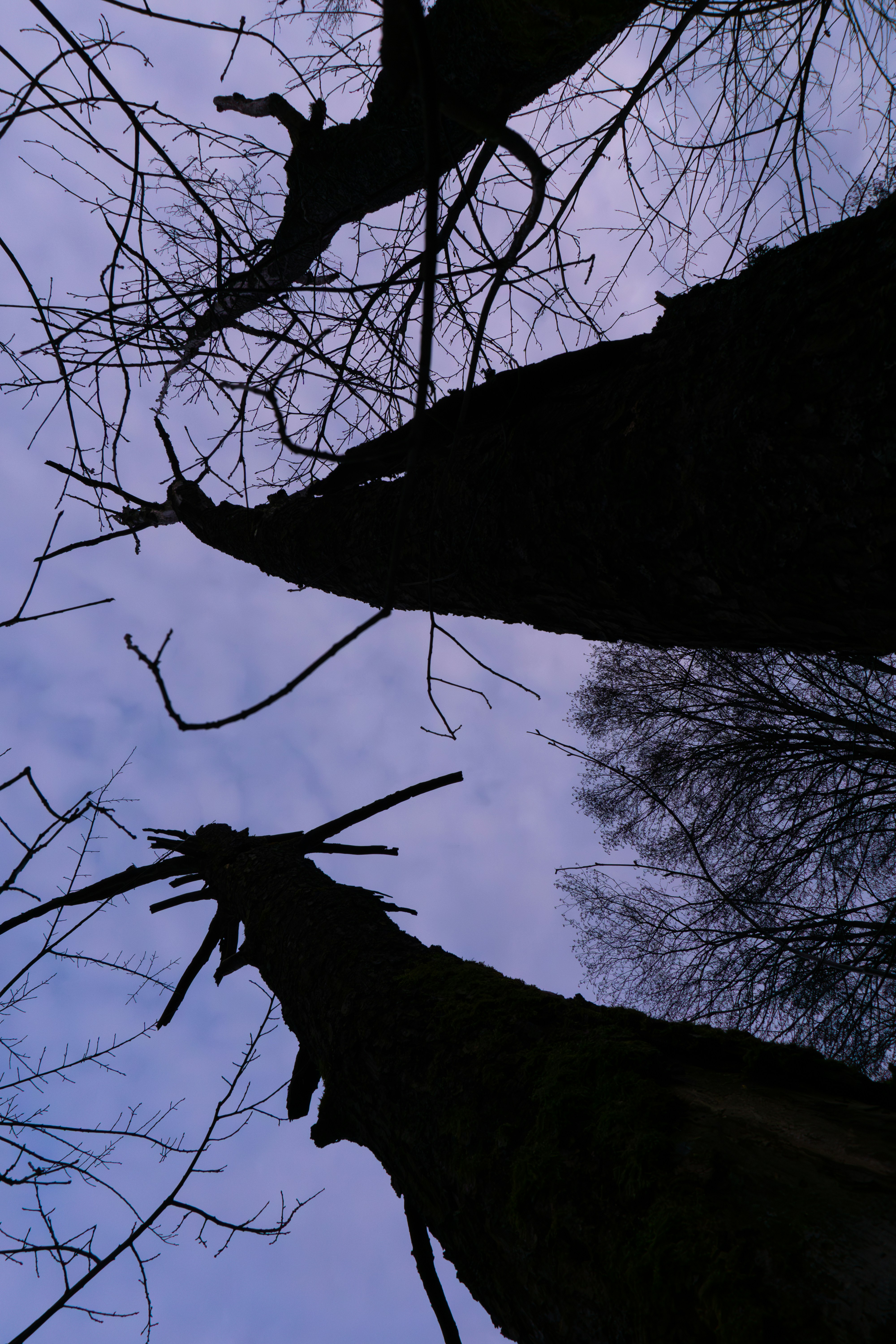 a group of trees with no leaves on them