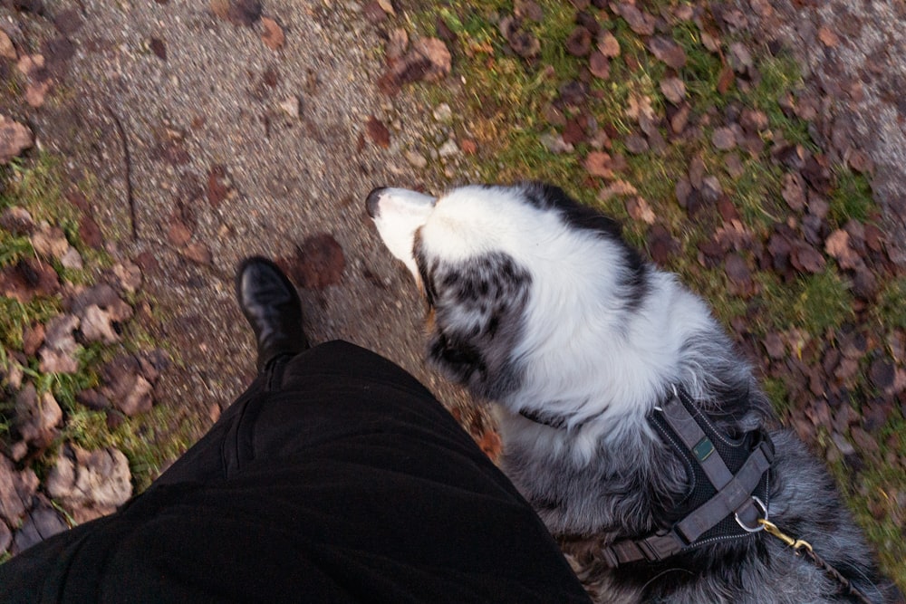 a black and white dog standing next to a person