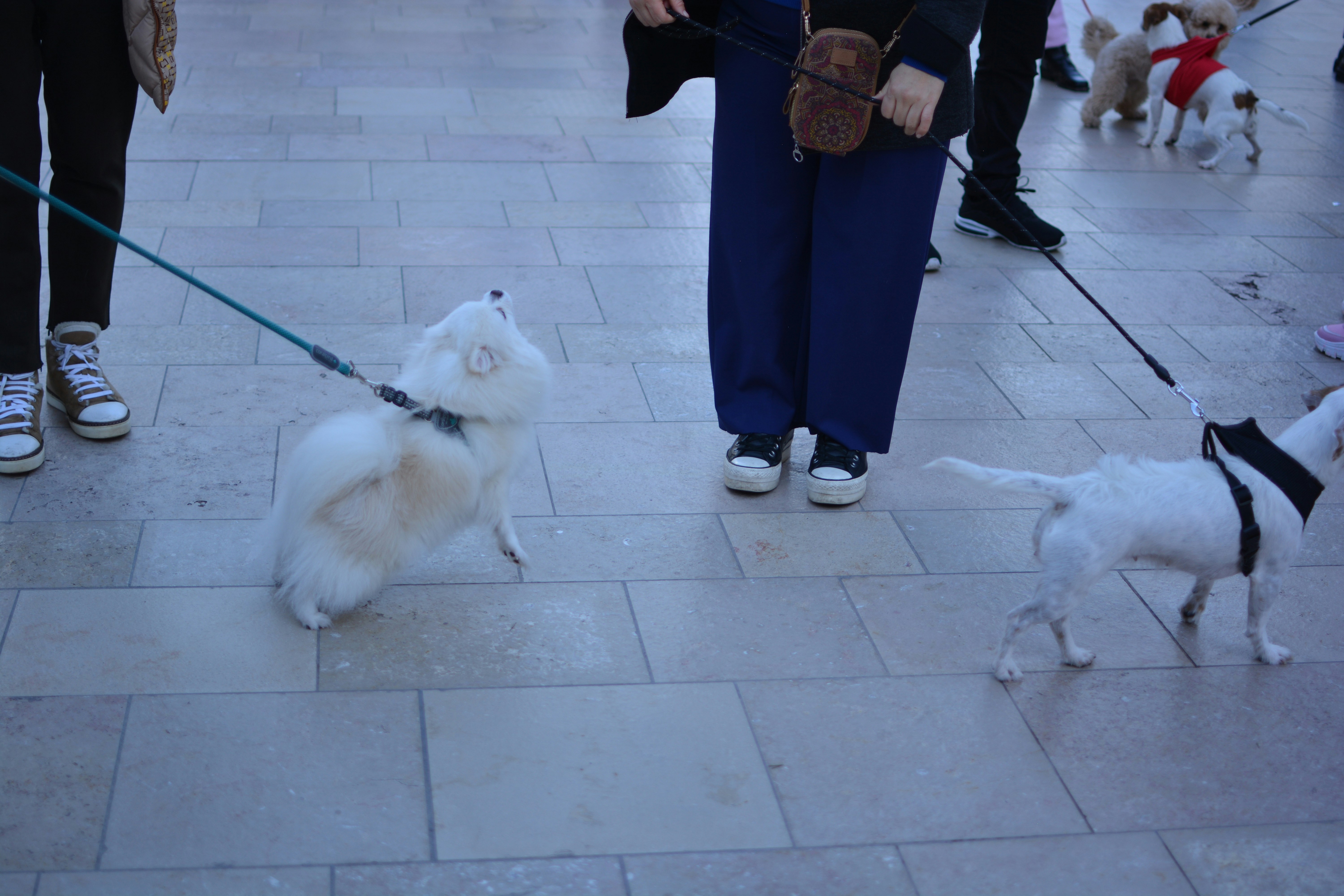 a small white dog on a leash being walked by a person