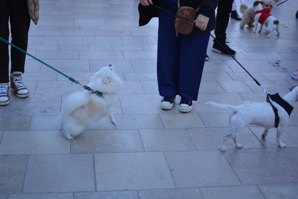 a small white dog on a leash being walked by a person