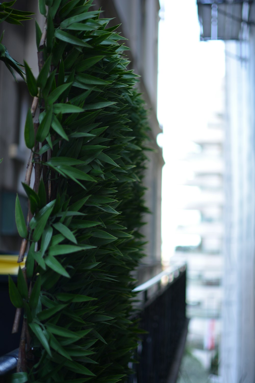 a tall green plant hanging from the side of a building