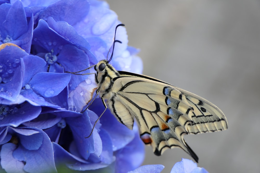 un papillon est assis sur une fleur bleue