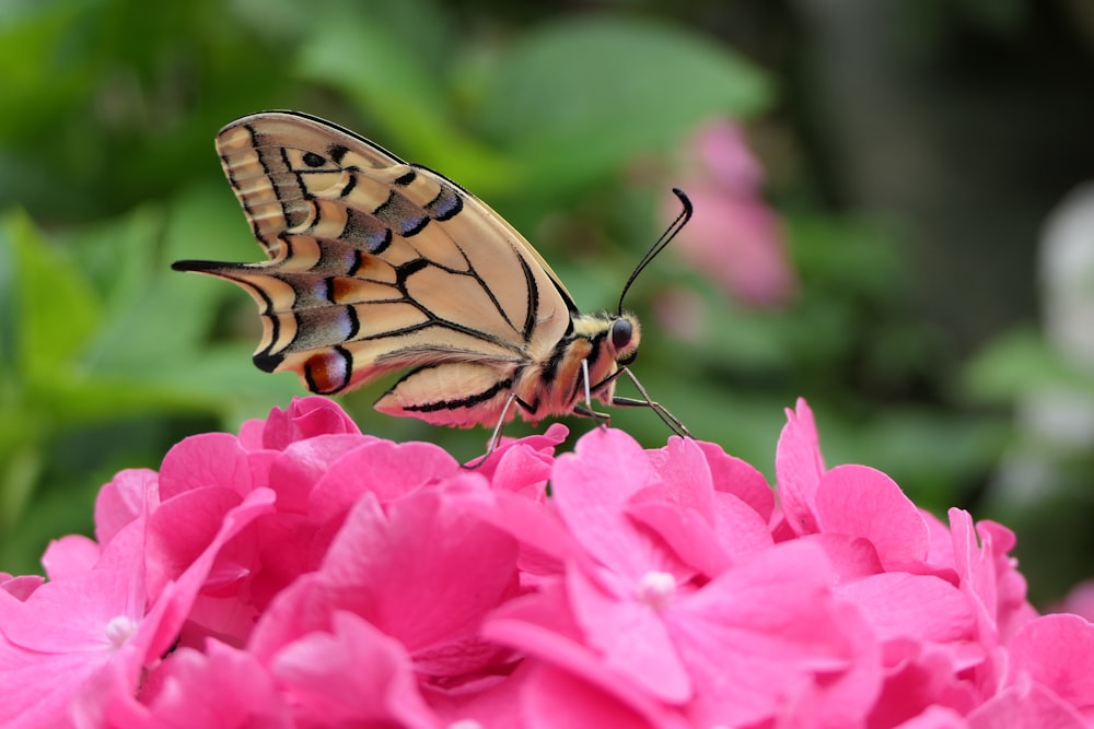 un papillon assis au sommet d’une fleur rose