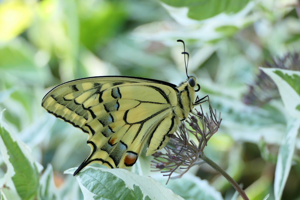 un papillon jaune et noir assis sur une feuille verte