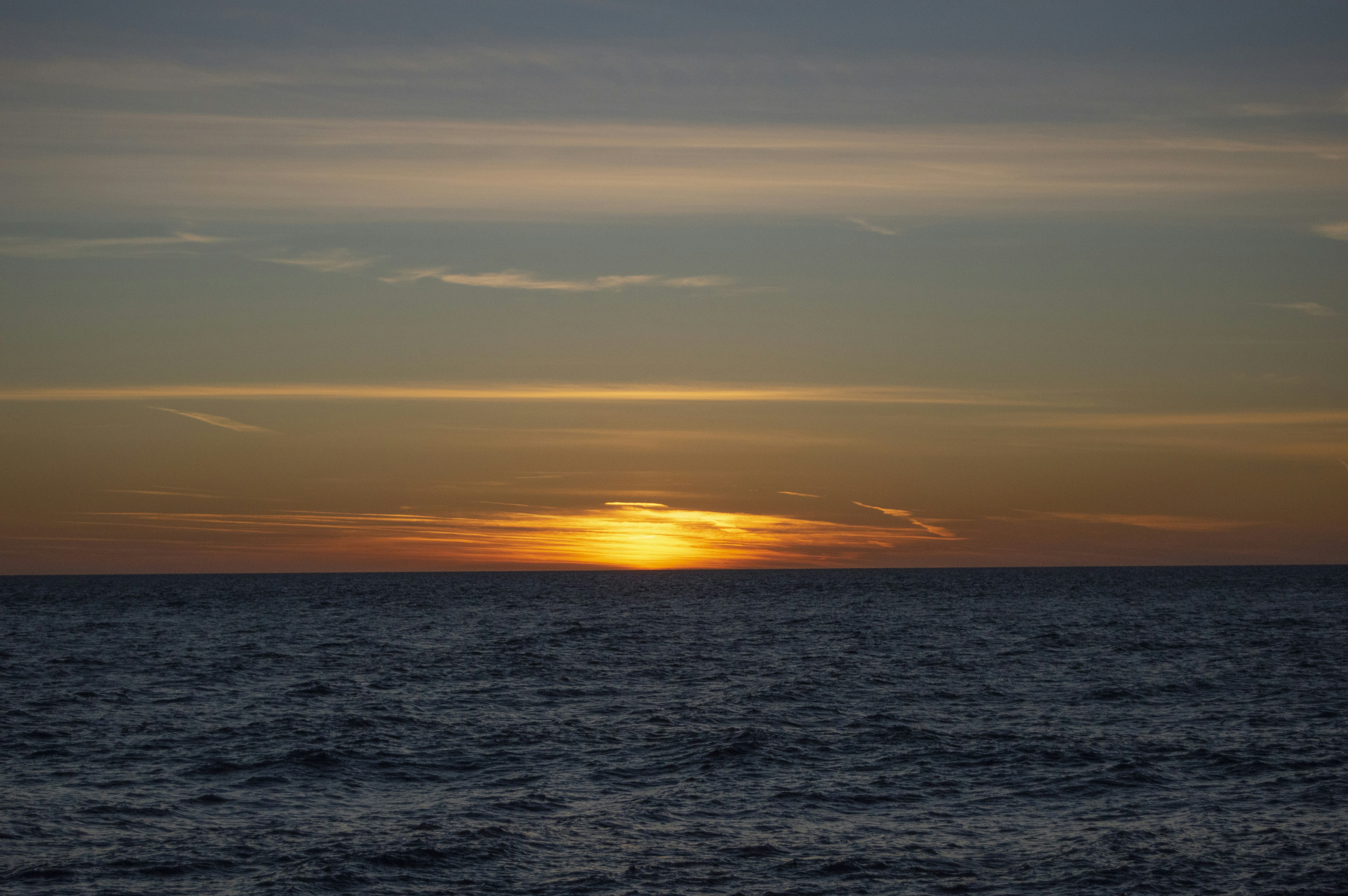 Photo by frosted_vulpes_ferrilata