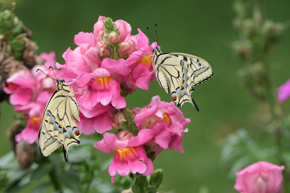 a group of butterflies sitting on top of pink flowers
