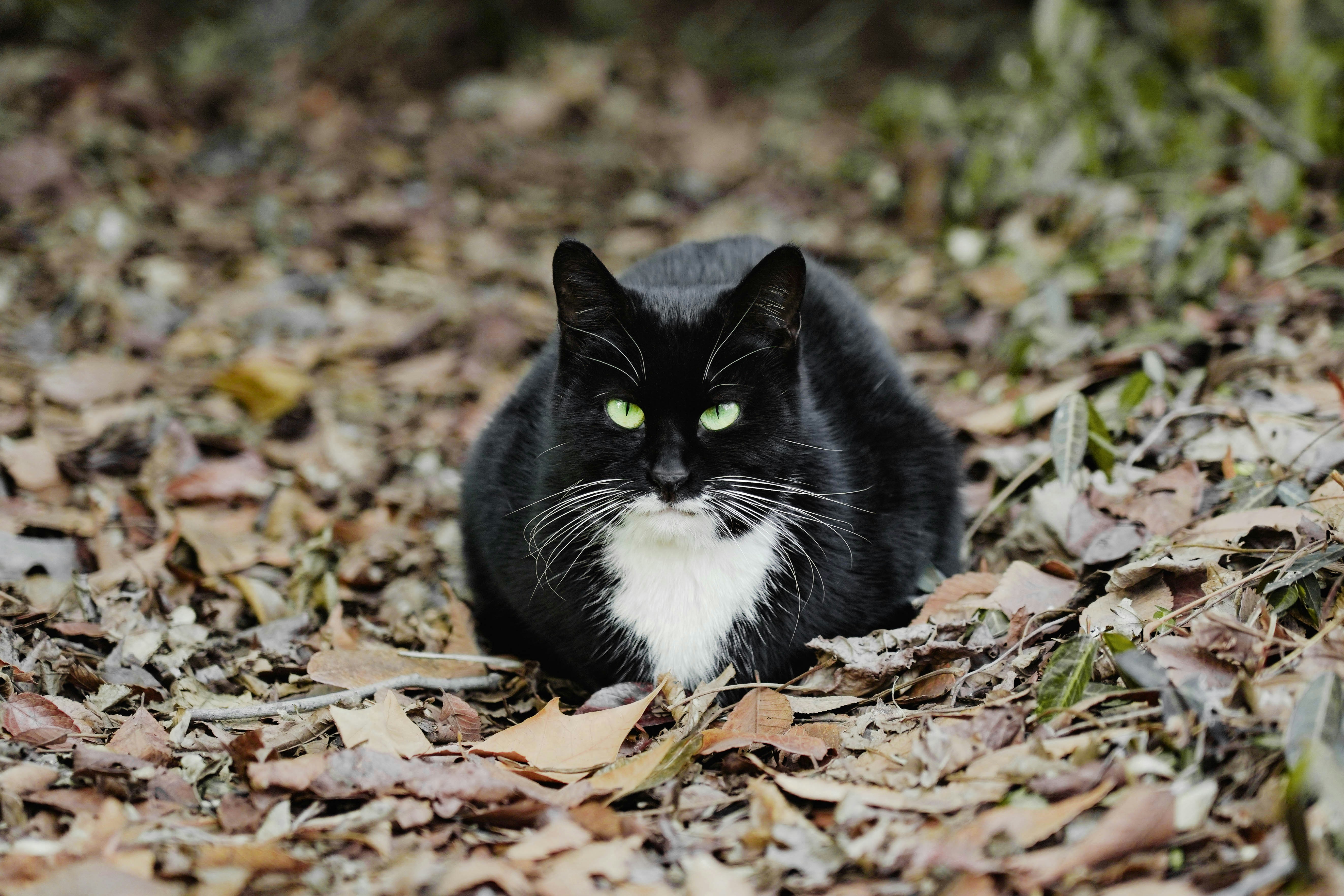 a black and white cat laying on top of leaves