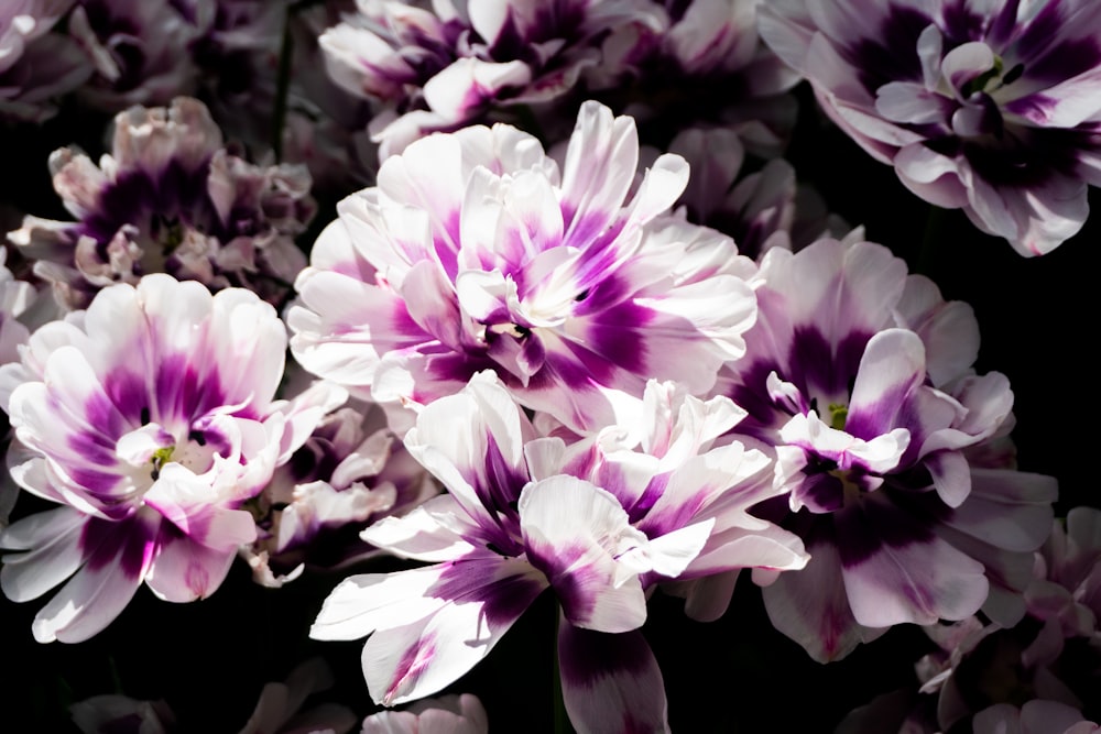 a bunch of purple and white flowers on a black background