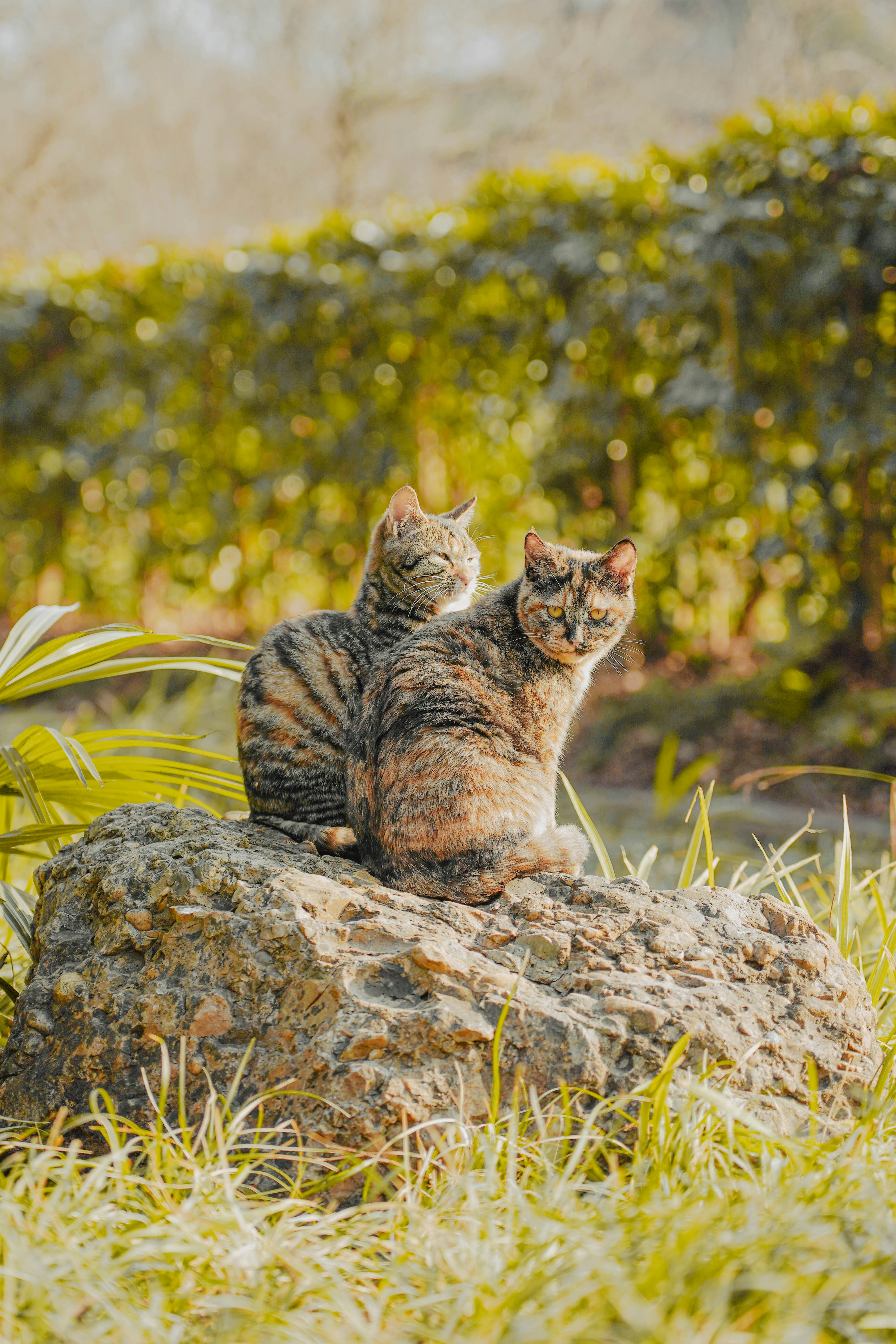a couple of cats sitting on top of a rock