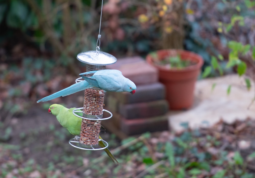 a couple of birds that are on a bird feeder