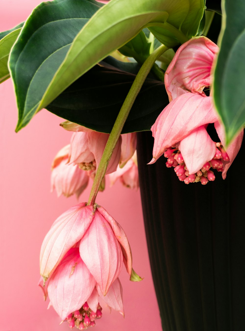 una planta con flores rosadas y hojas verdes