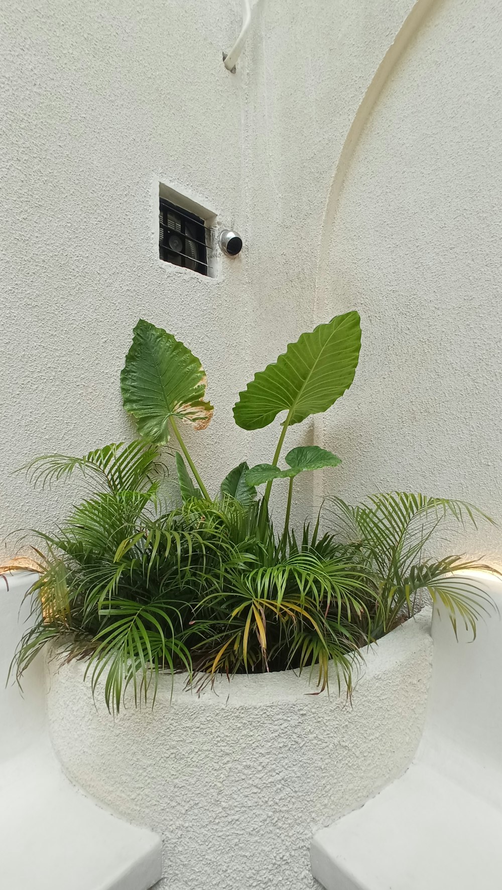 una planta en maceta encima de una mesa blanca