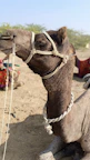 a close up of a camel laying on the ground