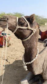 a close up of a camel laying on the ground