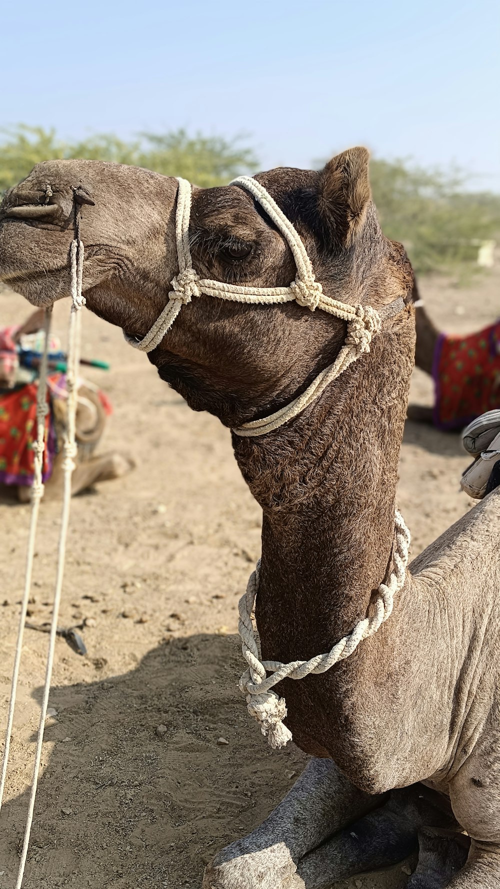 Un primer plano de un camello tendido en el suelo