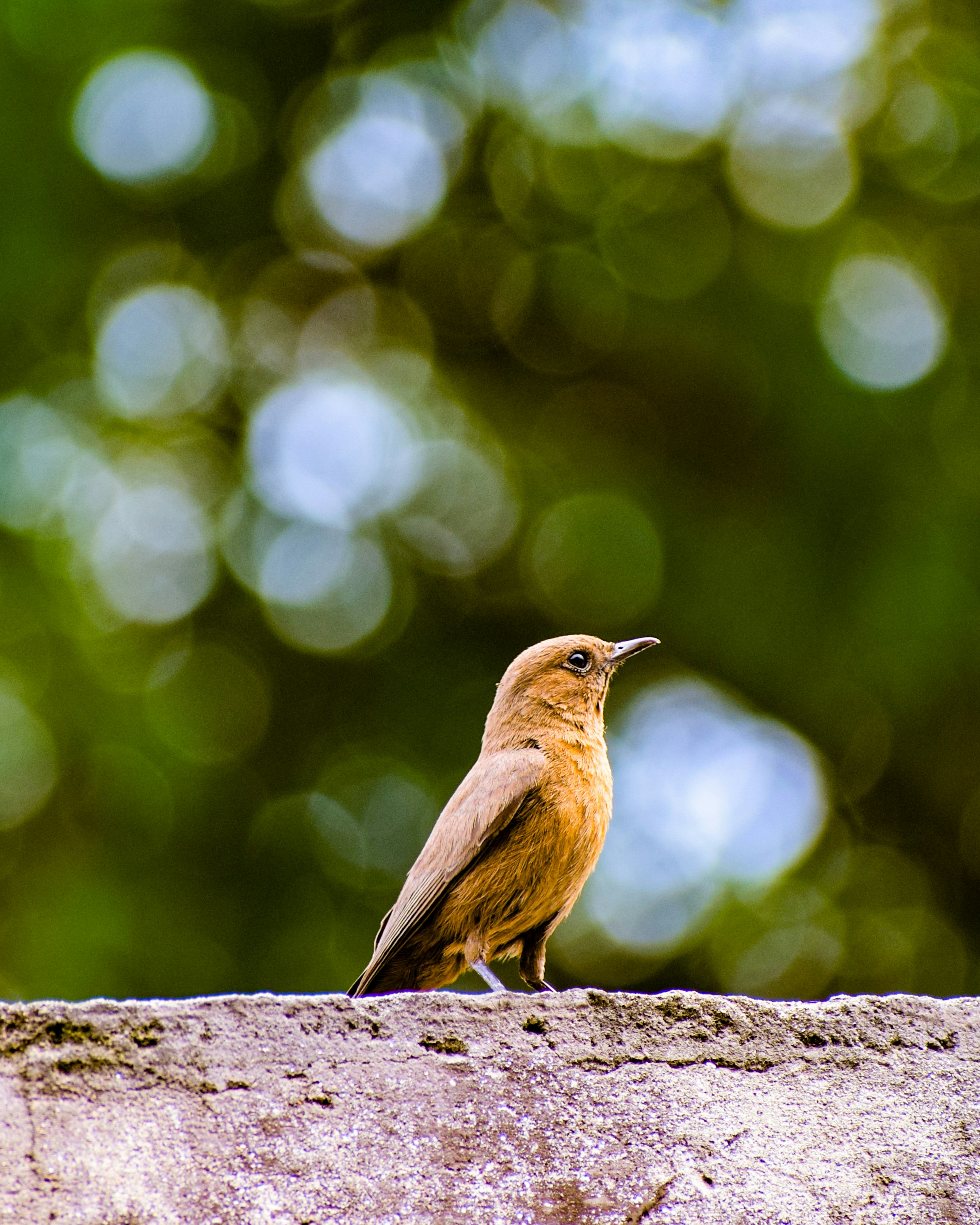 岩の上に座っている小さな茶色の鳥