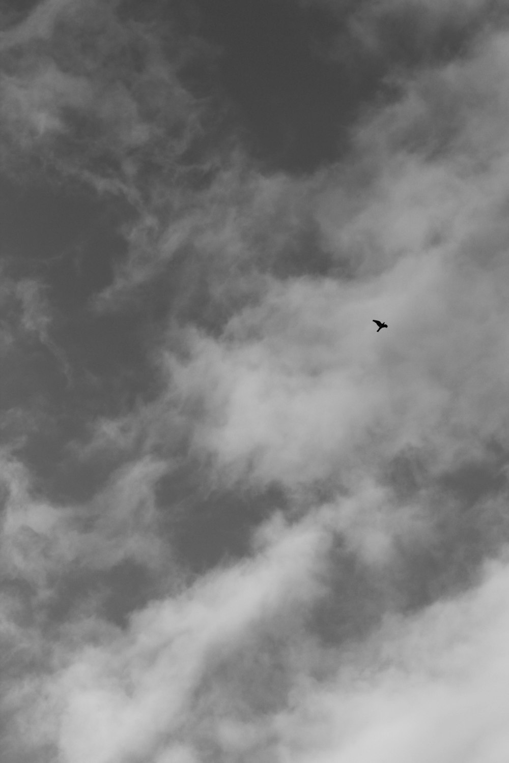 a black and white photo of a bird in the sky