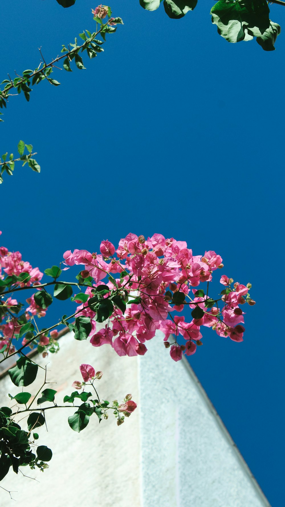 pink flowers are blooming on a tree branch