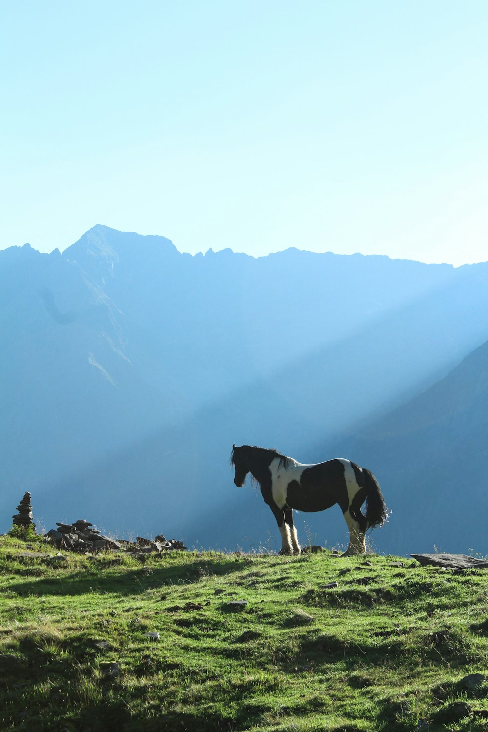 un cheval debout au sommet d’une colline verdoyante