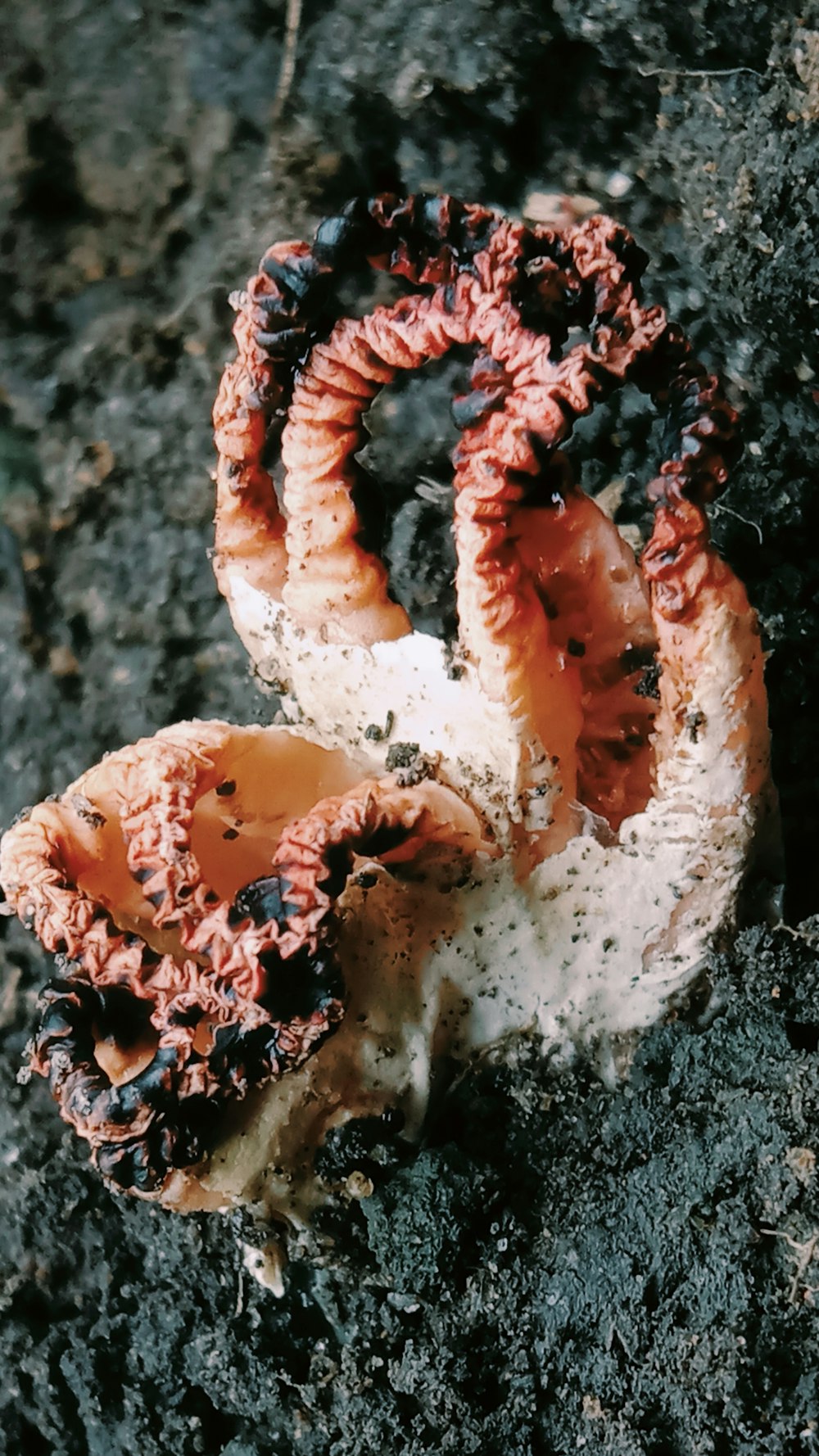 a close up of a piece of food on a ground