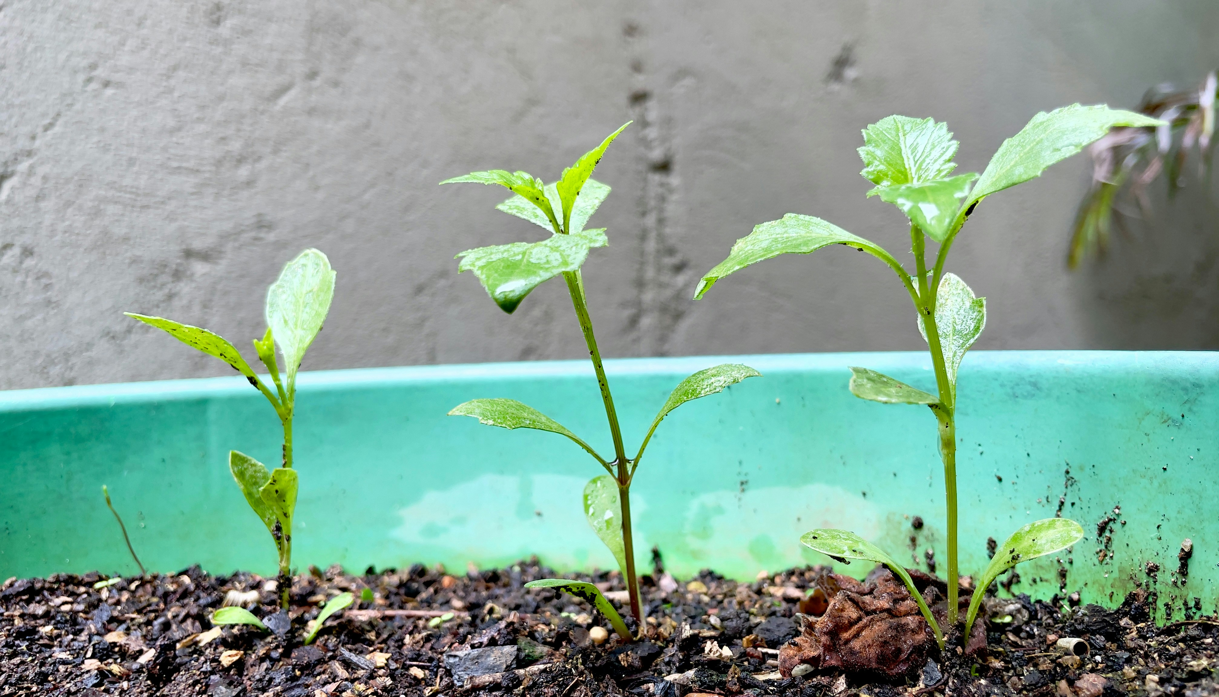 Young seedlings growing closely together in a pot.