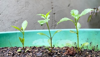 a group of young plants growing in a pot