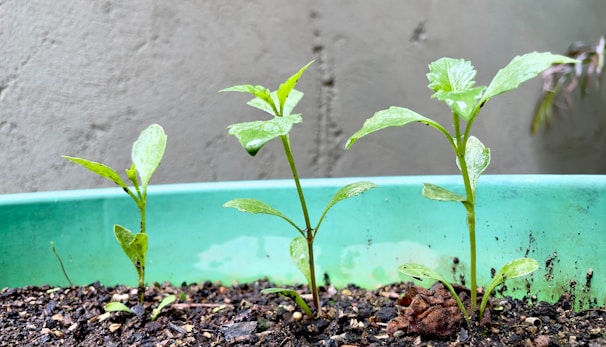 a group of young plants growing in a pot