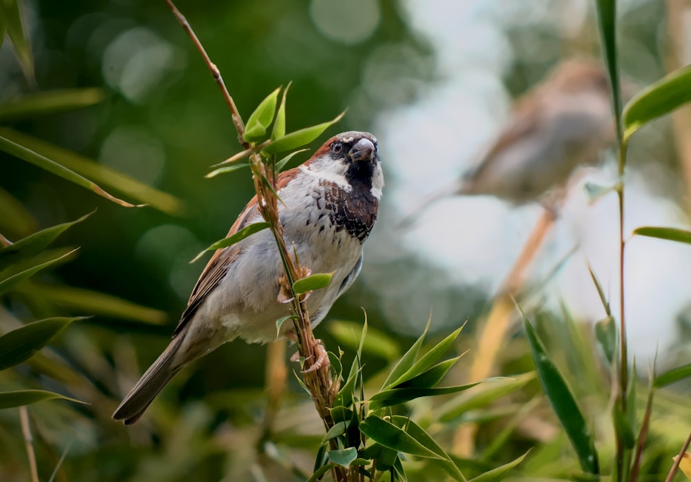 a bird perched on a branch in a tree