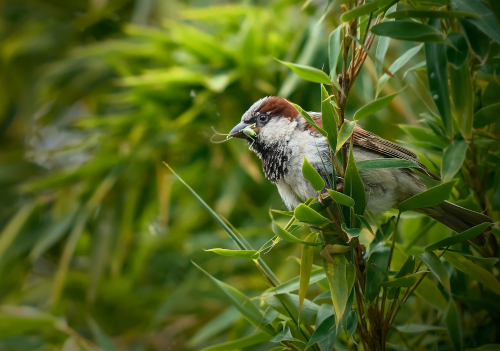 a small bird perched on top of a tree branch