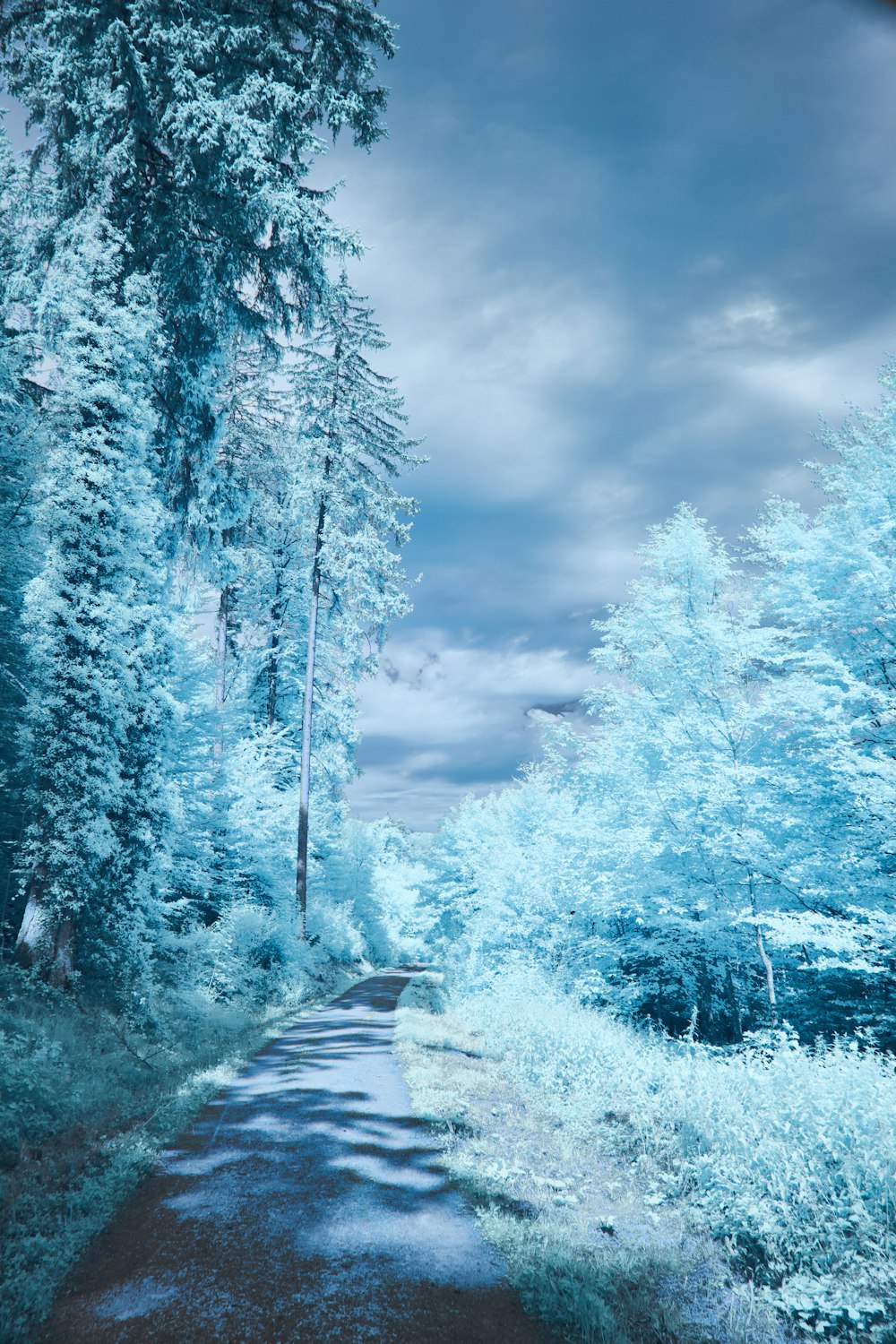 a road surrounded by tall trees under a cloudy sky