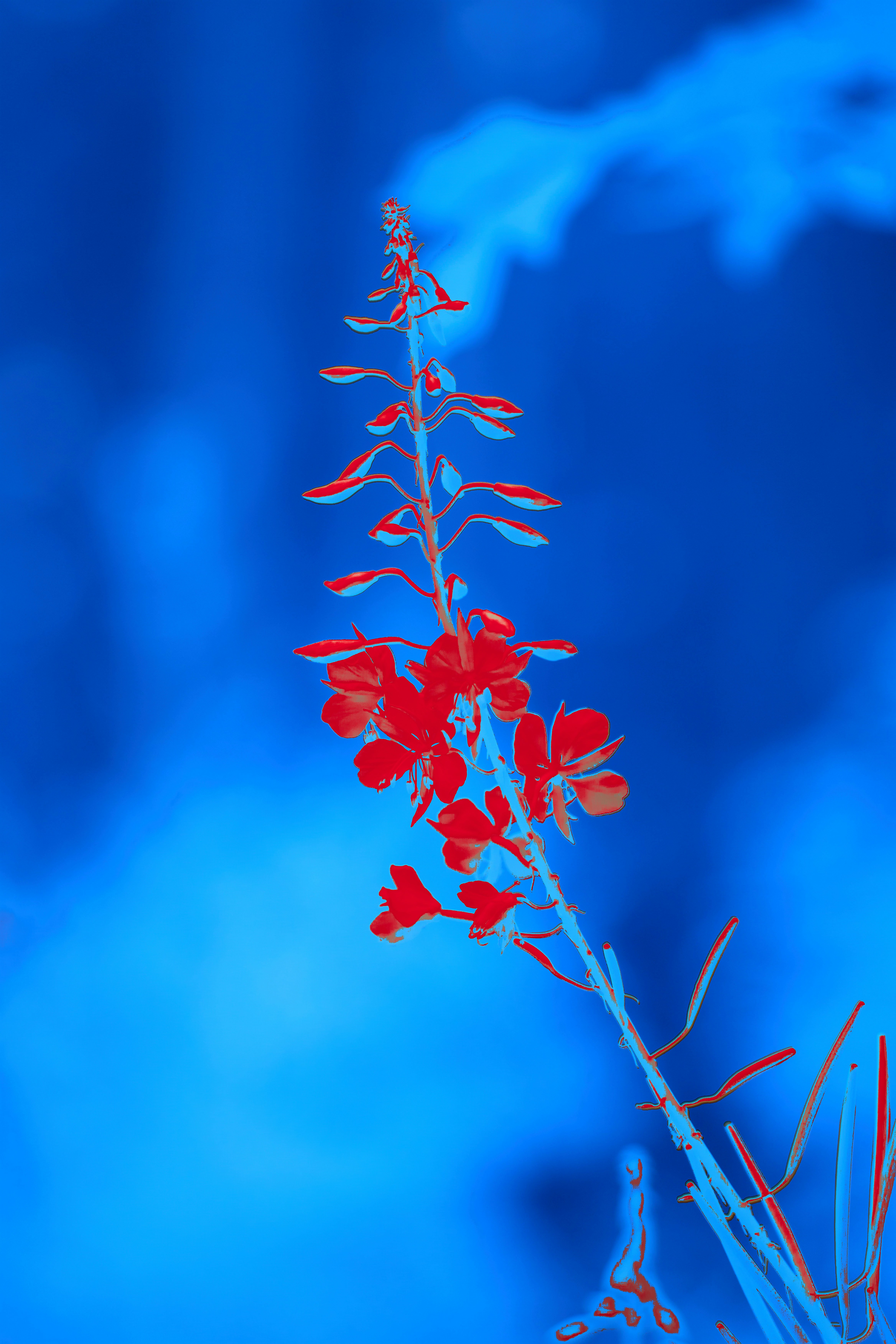 Photo by wolfgang_hasselmann