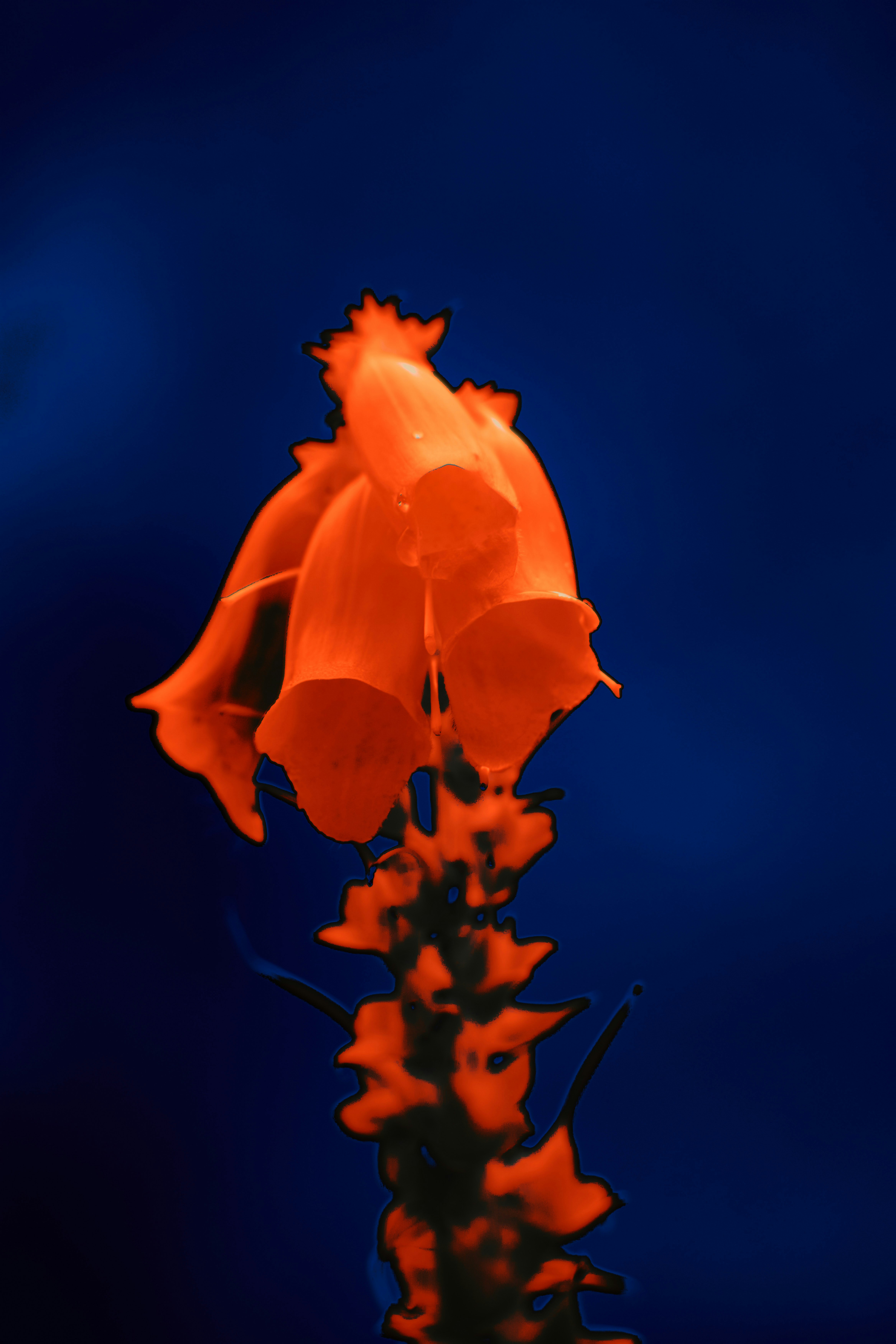 Photo by wolfgang_hasselmann